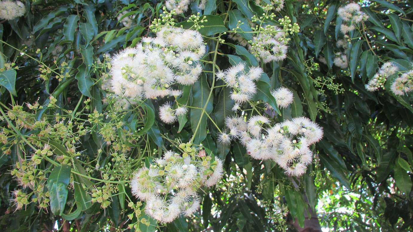 Waterhousia Floribunda (Sweeper)