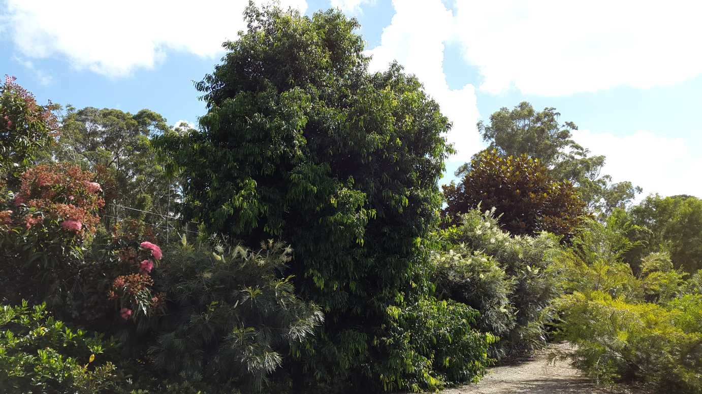 Waterhousia Floribunda (Sweeper)
