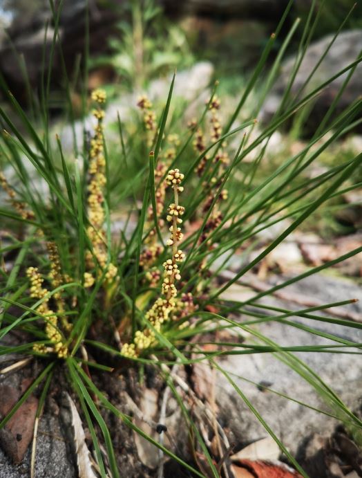 Lomandra Filiformis (Wattle Mat-Rush)