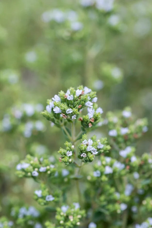 Origanum vulgare subsp. hirtum (Greek Oregano)