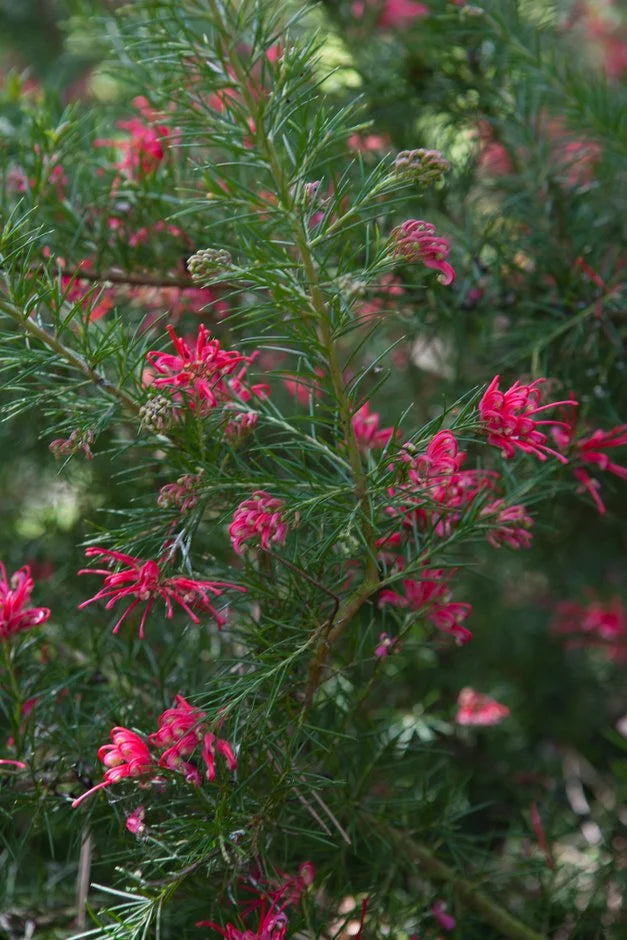 Grevillea ‘Canberra Gem’