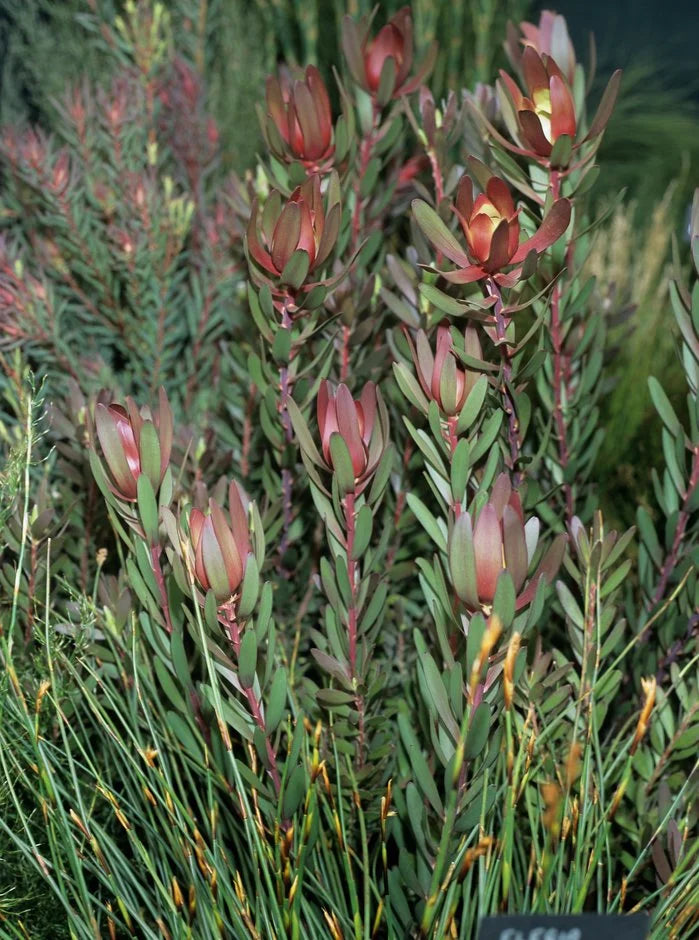 Leucadendron ‘Safari Sunset’ – Safari Sunset Cone Bush