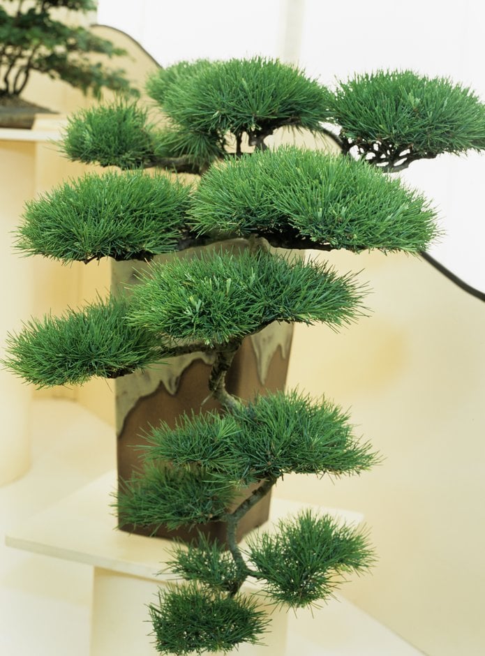 Cedrus deodara (Himalayan Cedar)