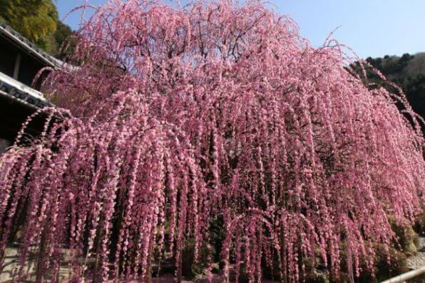 Prunus Armeniaca ‘Weeping’ (Weeping Apricot)