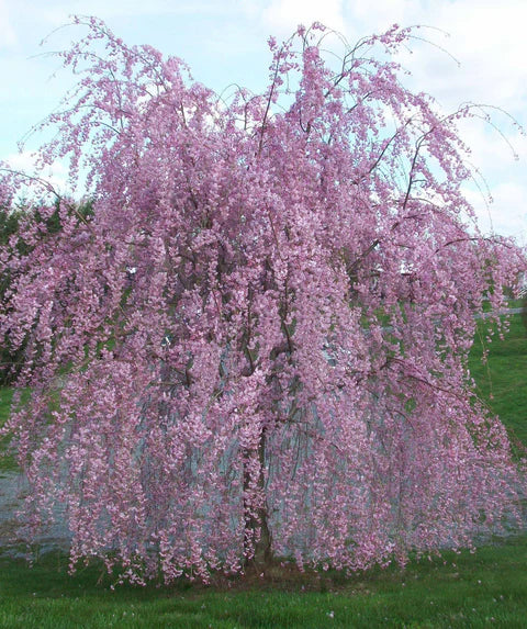 Prunus × Subhirtella ‘Pink Snow Showers’ (Weeping Cherry – Pink Snow Showers)