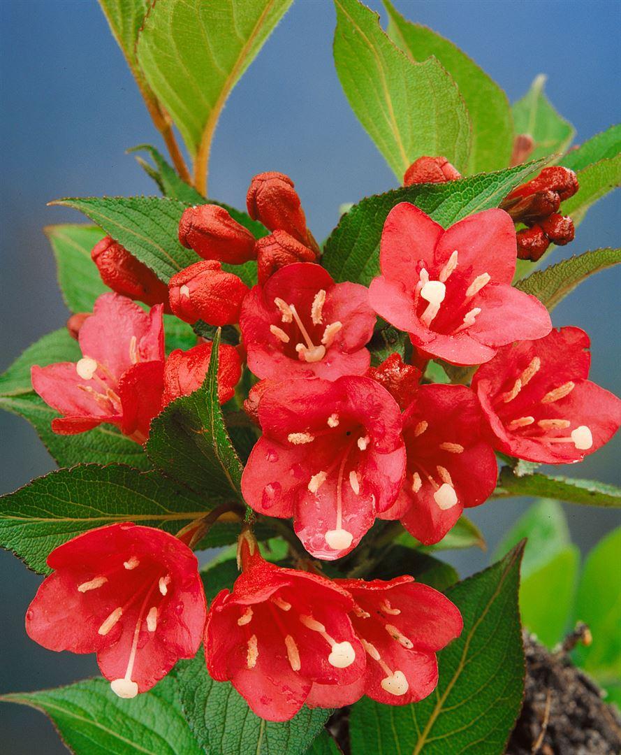 Weigela Florida Eva Rathke