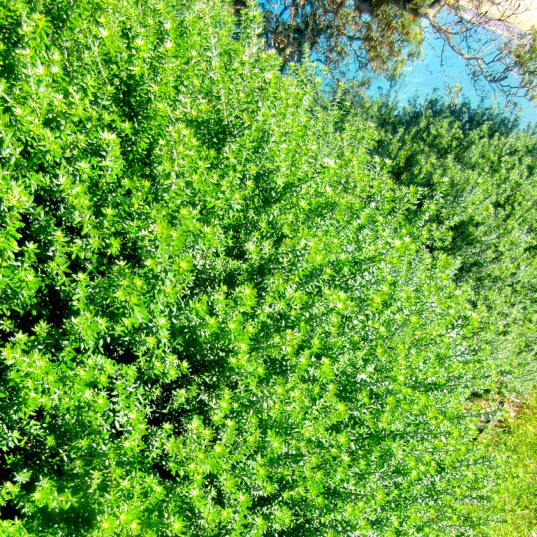 Westringia 'Shortcut'