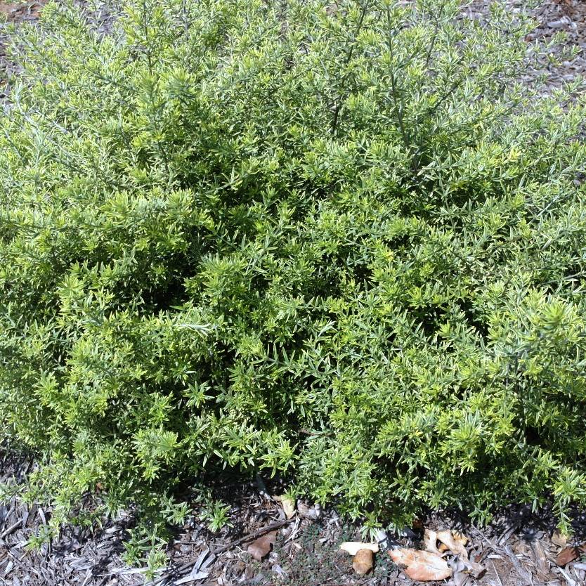 Westringia Brevifolia Var. Raleighii ‘Sea Mist’ (Sea Mist Coastal Rosemary)