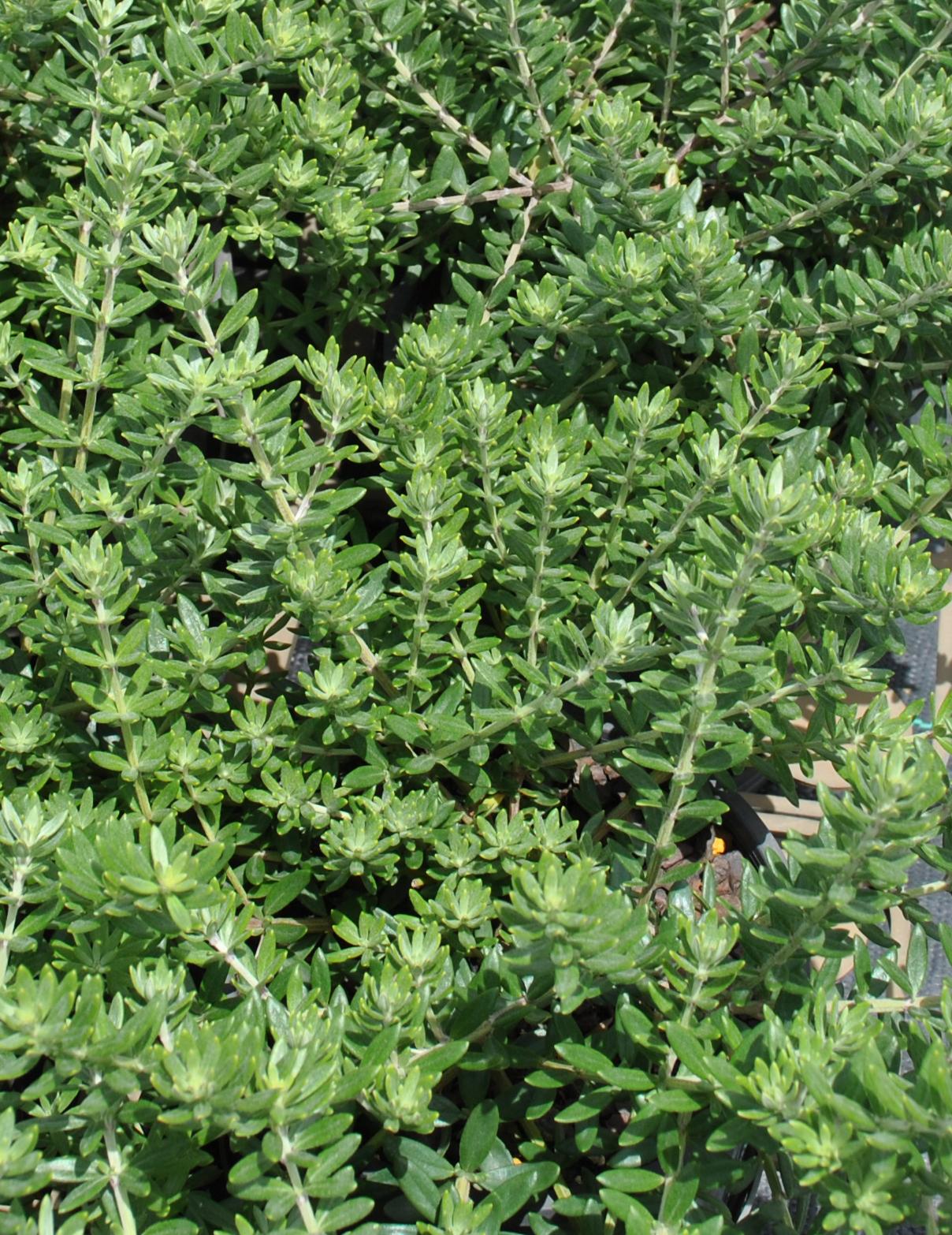Westringia Brevifolia (Short-Leaf Coastal Rosemary)