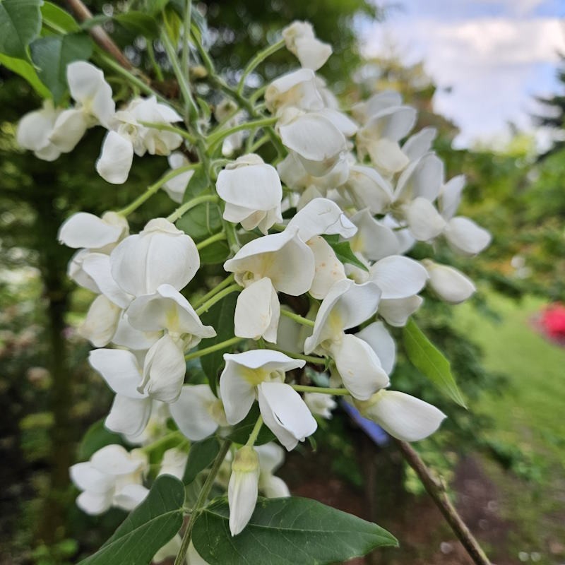 Wisteria Brachybotrys 'Shiro-Kapitan' (White Silky Wisteria) Standards