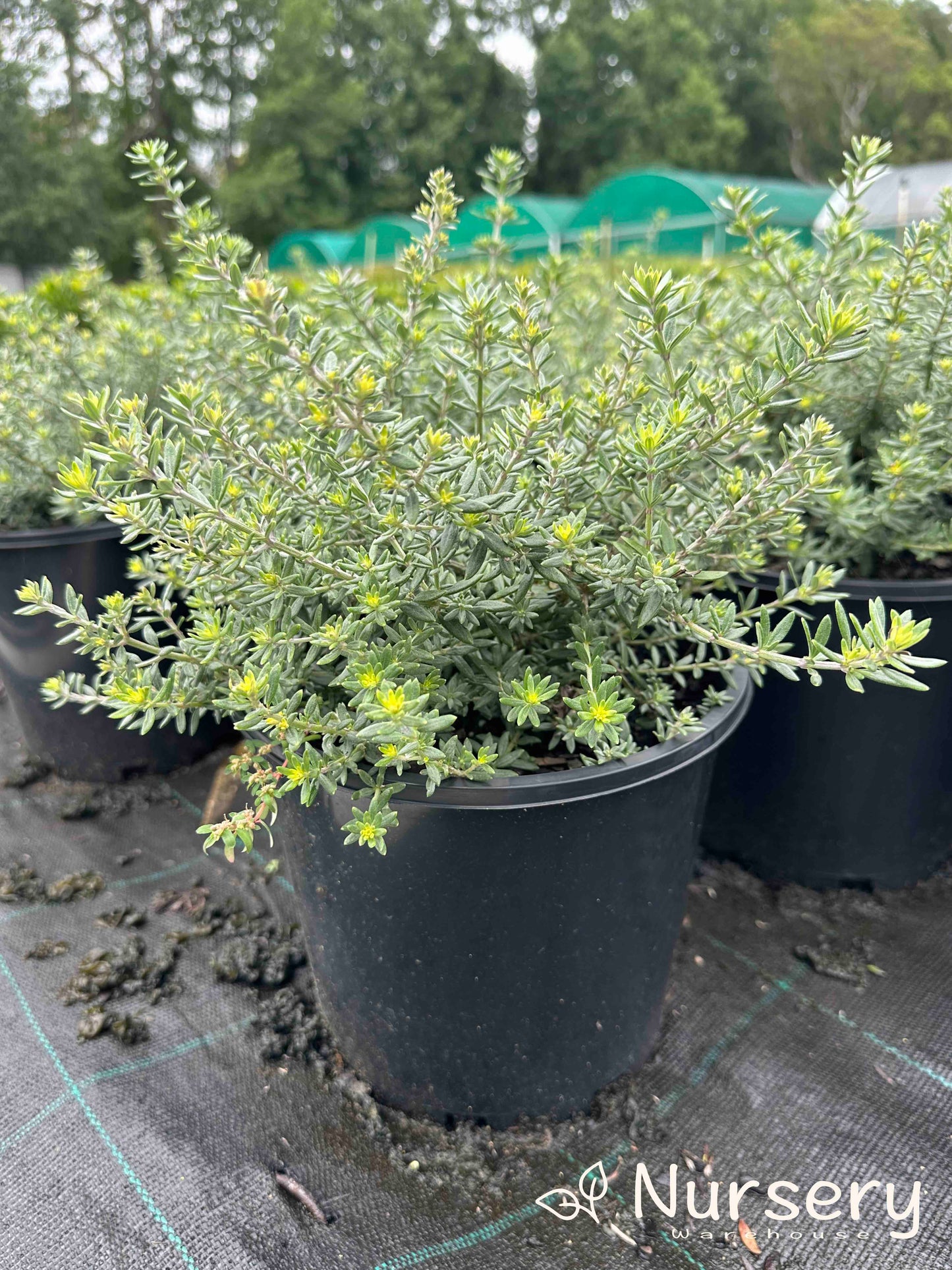 Westringia Fruticosa ‘Zena’ (Zena Coastal Rosemary) CLEARANCE
