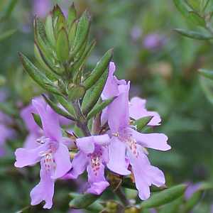 Westringia hybrid ‘BLUE GEM™’ (WES03)