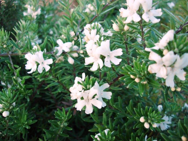 Westringia Fruticosa ‘WES05’ (Mundi™ Coastal Rosemary)