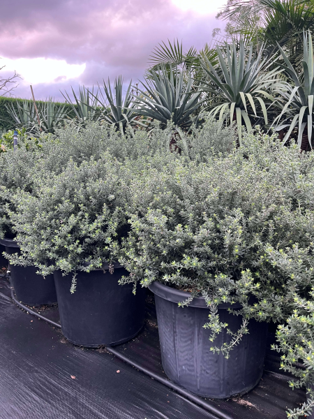 Westringia Fruticosa ‘Zena’ (Zena Coastal Rosemary)