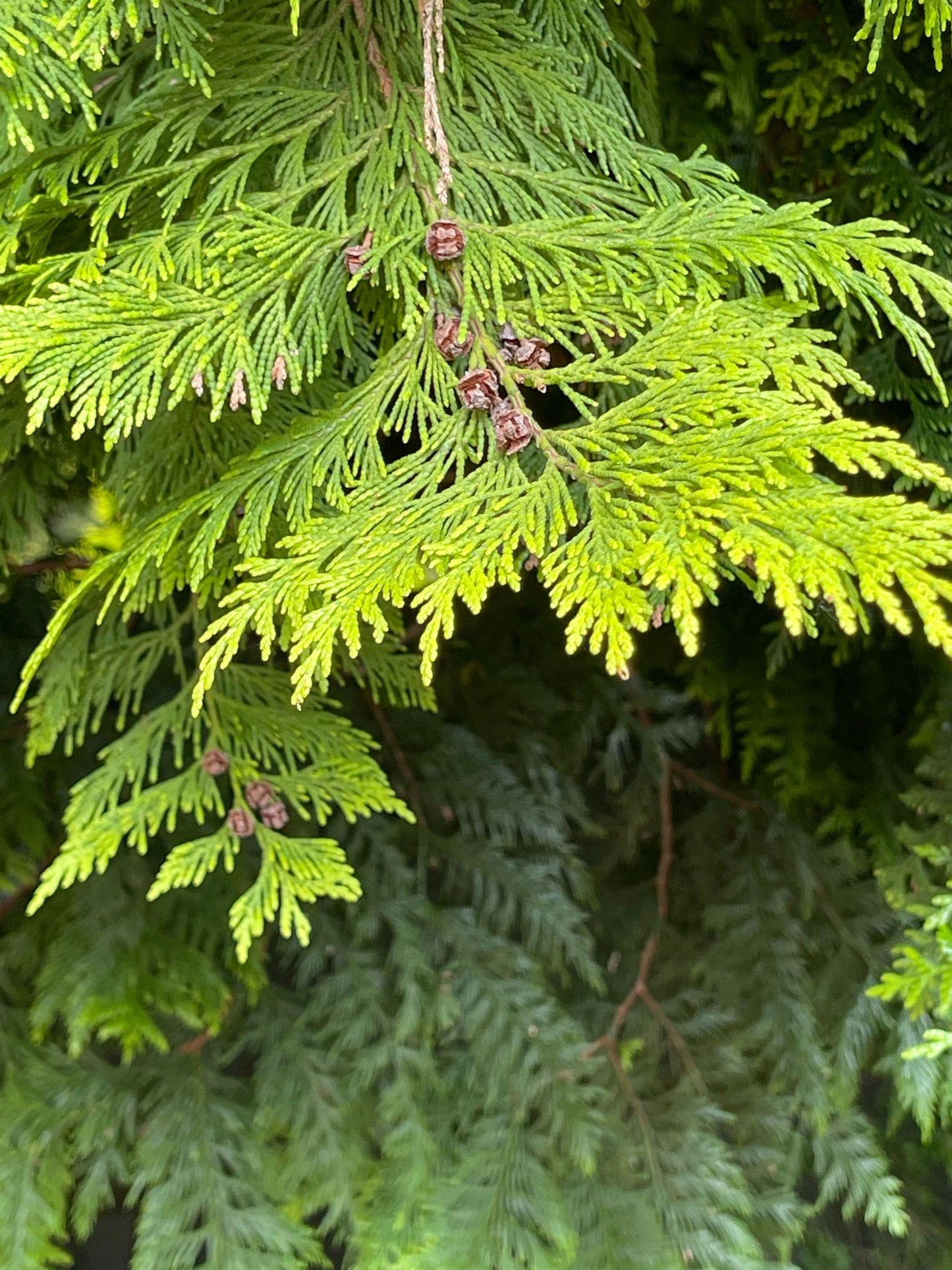 Thuja Plicata (Western Red Cedar)