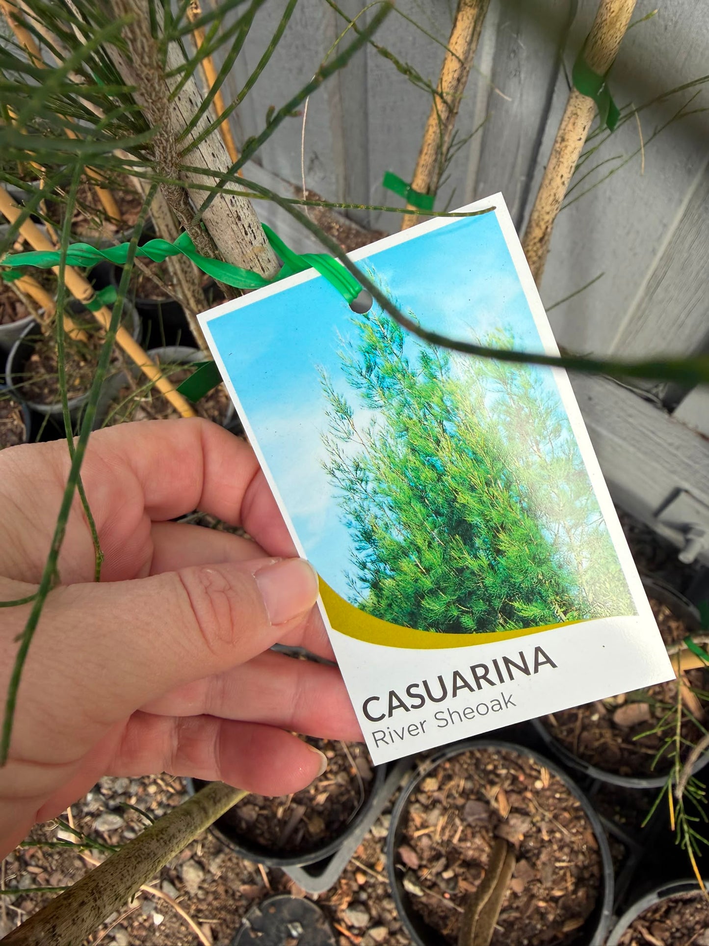 Casuarina Cunninghamiana (River She-Oak) CLEARANCE