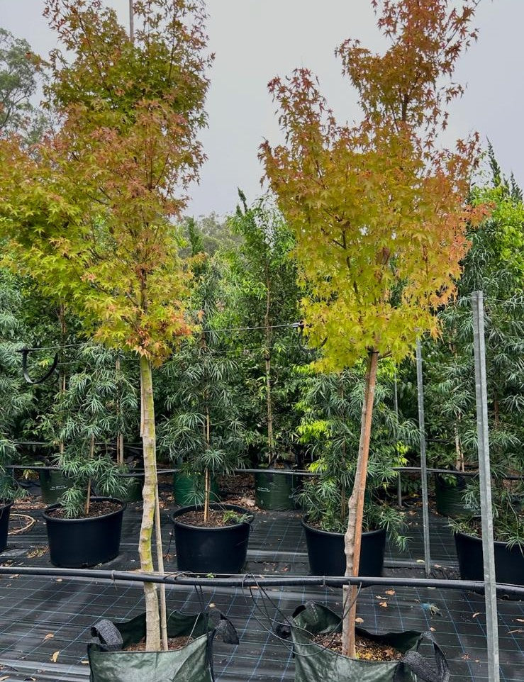 Acer Palmatum 'Japanese Maple'