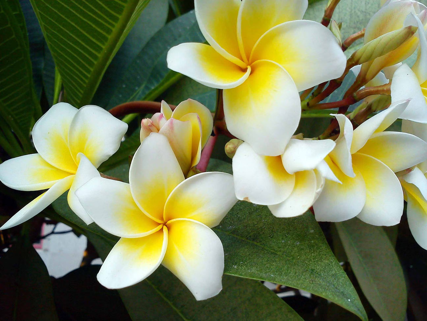 Plumeria Rubra Acutifolia (White Frangipani)
