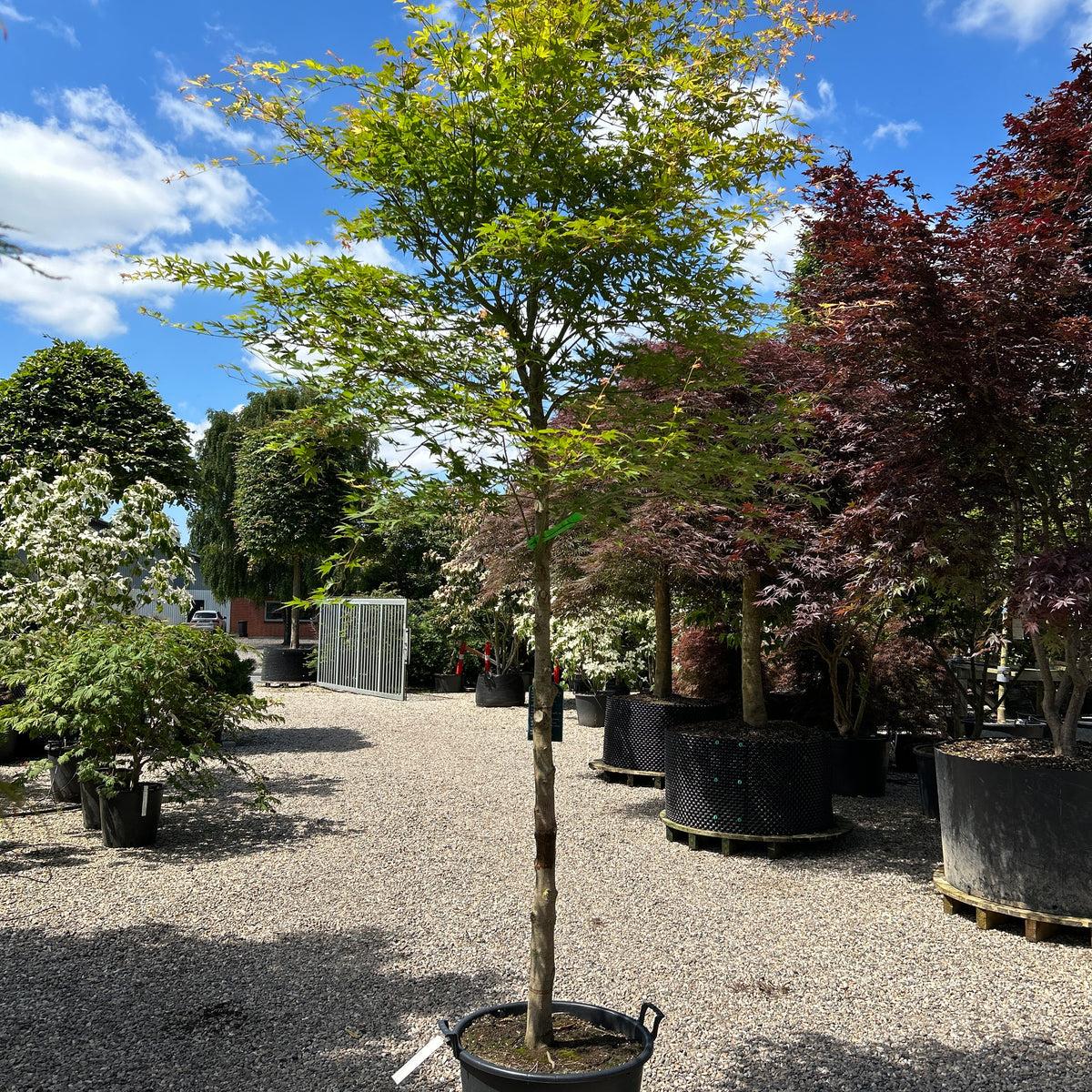 Acer Palmatum (Japanese Maple Standards)