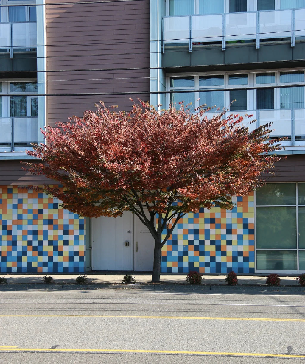 Zelkova Serrata 'Schmidtlow' Wireless™ (Wireless™ Japanese Zelkova)