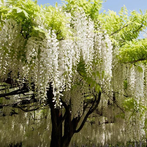 Wisteria Brachybotrys ‘Shiro-kapitan’ (White Silky Wisteria)