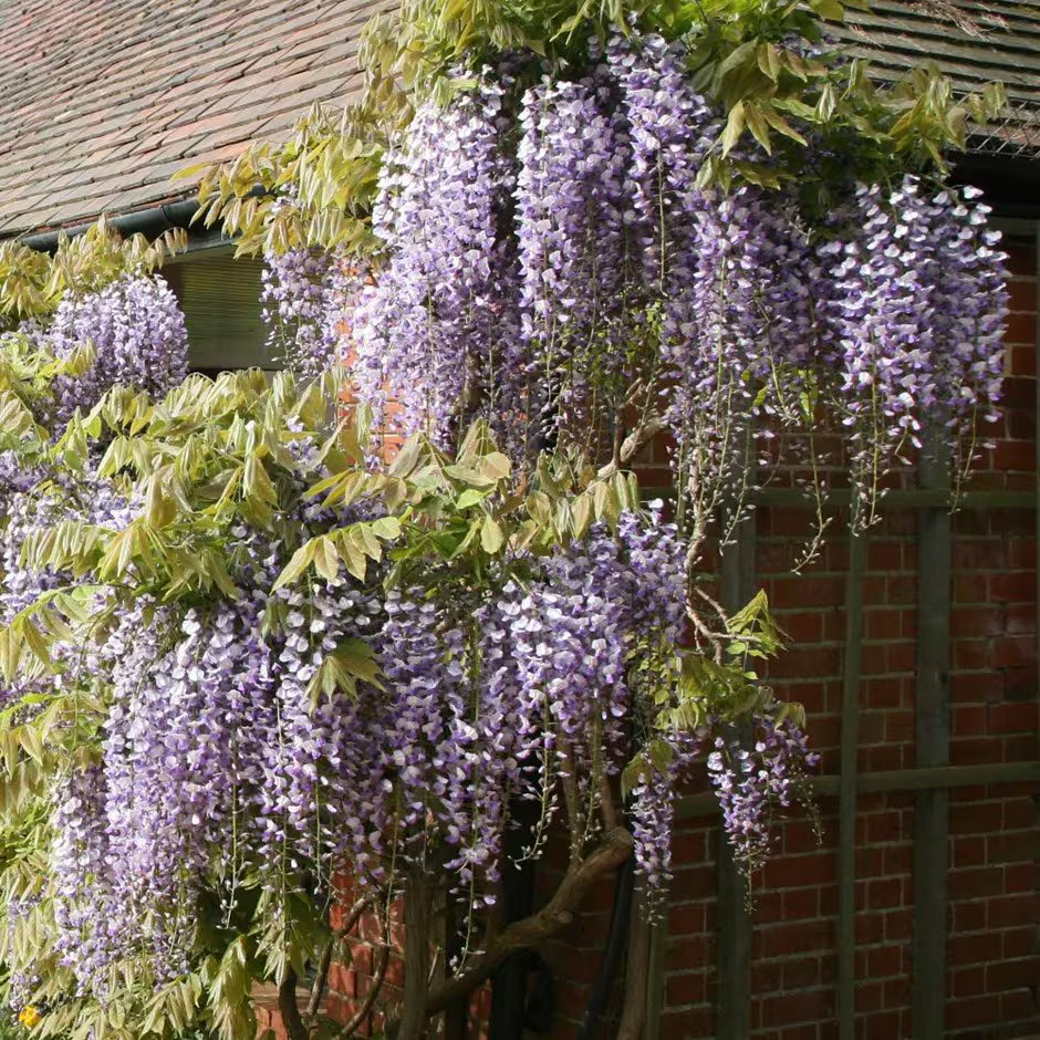 Wisteria Floribunda (Japanese Wisteria)