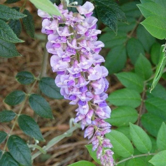 Wisteria Macrostachya ‘Bayou 2 O’Clock’ (Kentucky Wisteria)