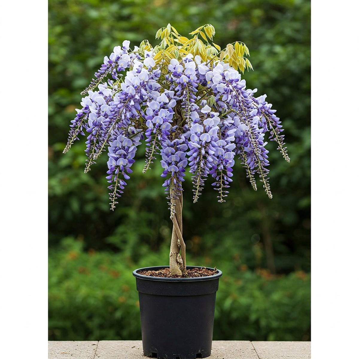 Wisteria Sinensis (Chinese Wisteria) Tripod