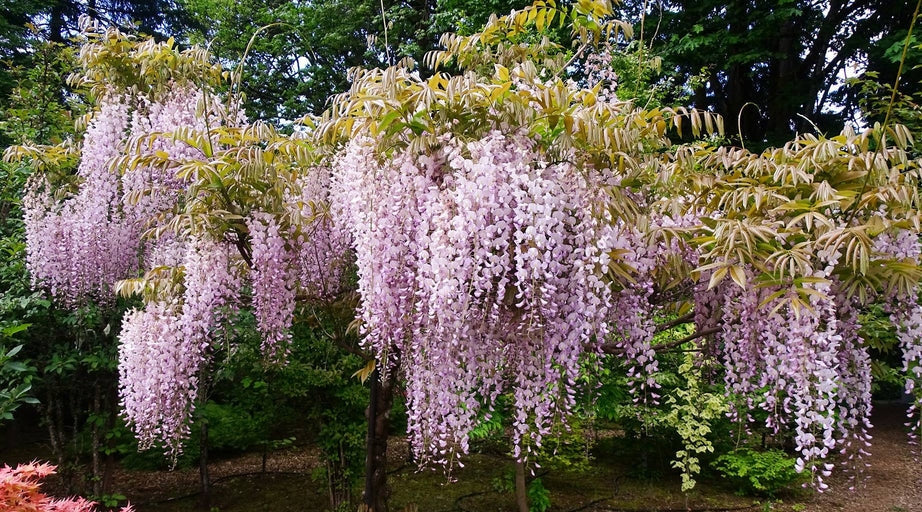 Wisteria Floribunda 'Rosea' (Pink Wisteria)