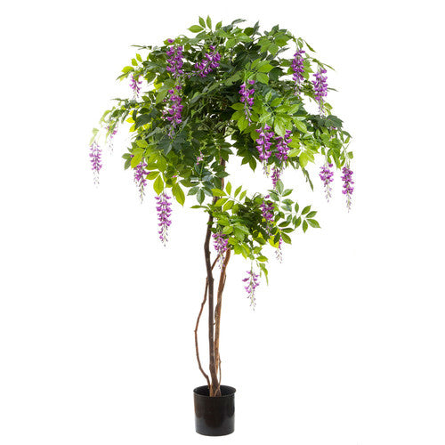 Wisteria Floribunda 'Rosea' (Pink Wisteria)