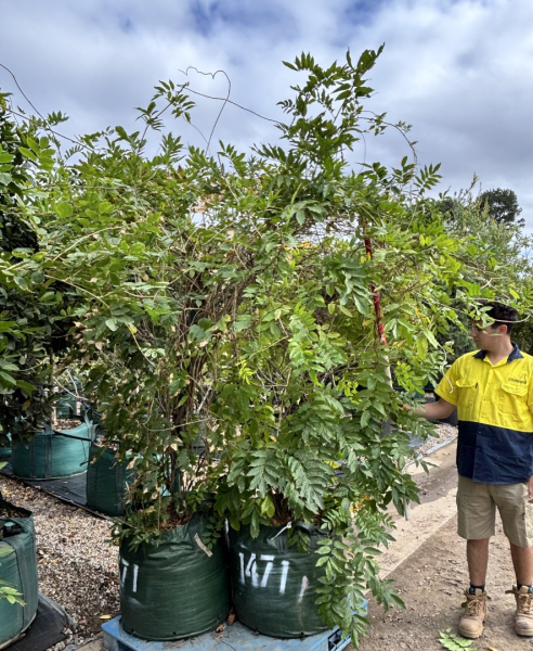Wisteria Sinensis (Chinese Wisteria)