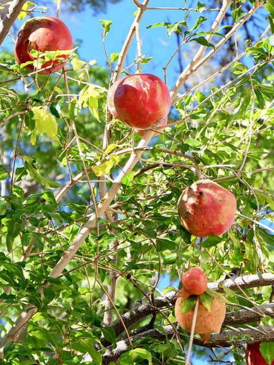 Punica Granatum (Pomegranate Wonderful)
