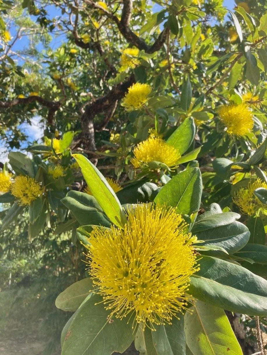 Xanthostemon Chrysanthus ‘Expo Gold’ (Golden Penda)