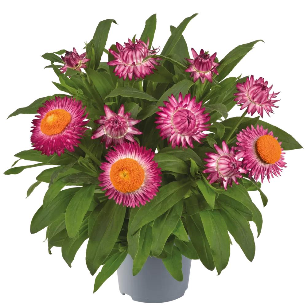 Xerochrysum bracteatum 'Granvia Pink' (Pink Strawflower)
