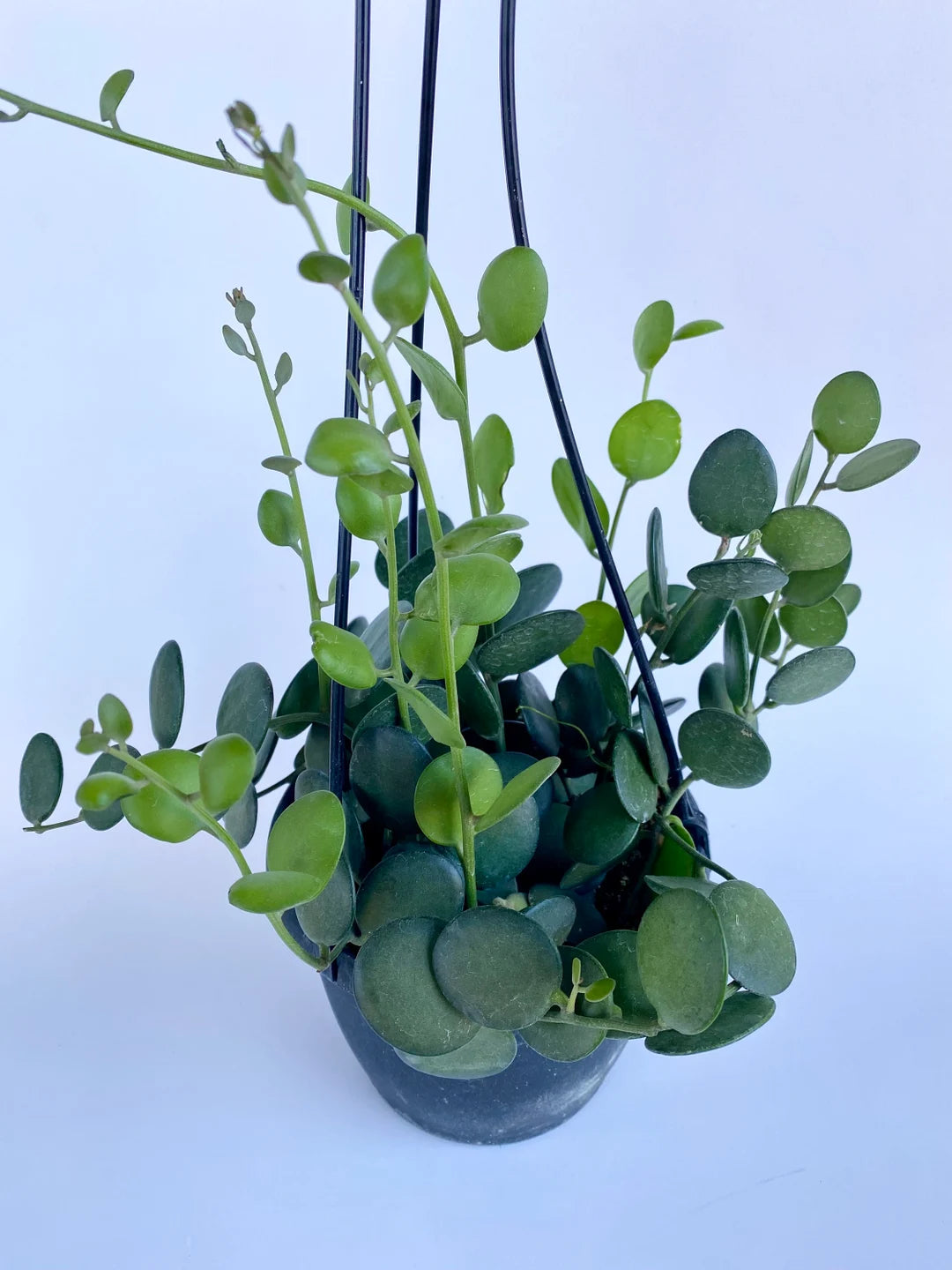 Xerosicyos Danguyi (Silver Dollar Vine) Hanging Basket