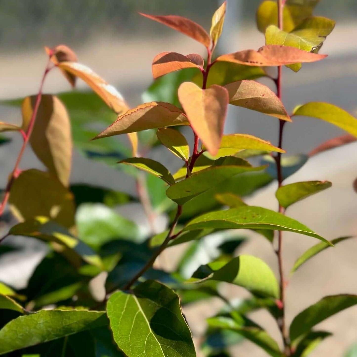 Xylosma Congestum (Shiny Xylosma)