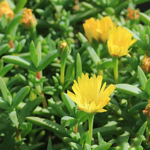 Carpobrotus Glaucescens (Pigface Pink)