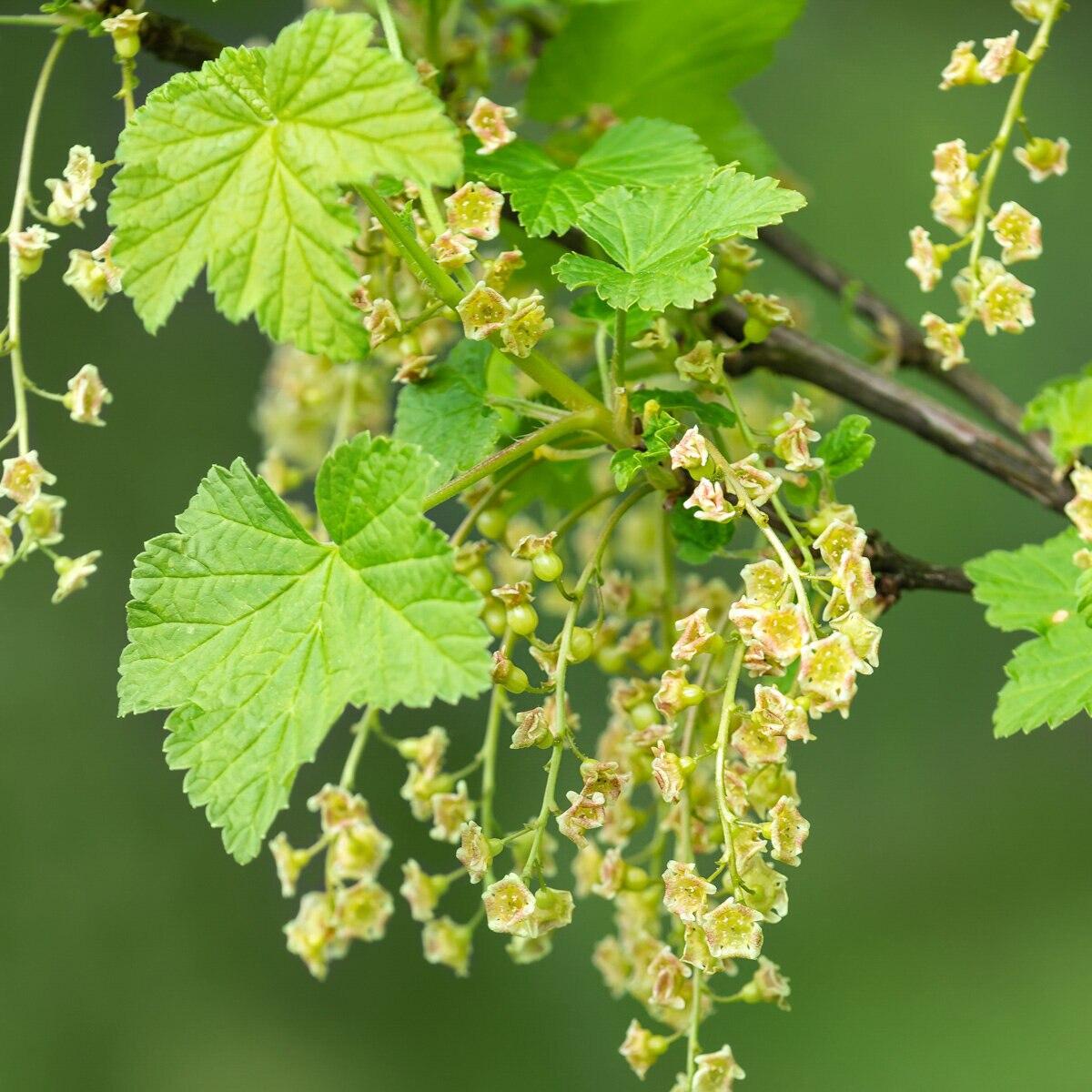 Ribes Nigrum (Black Currant)