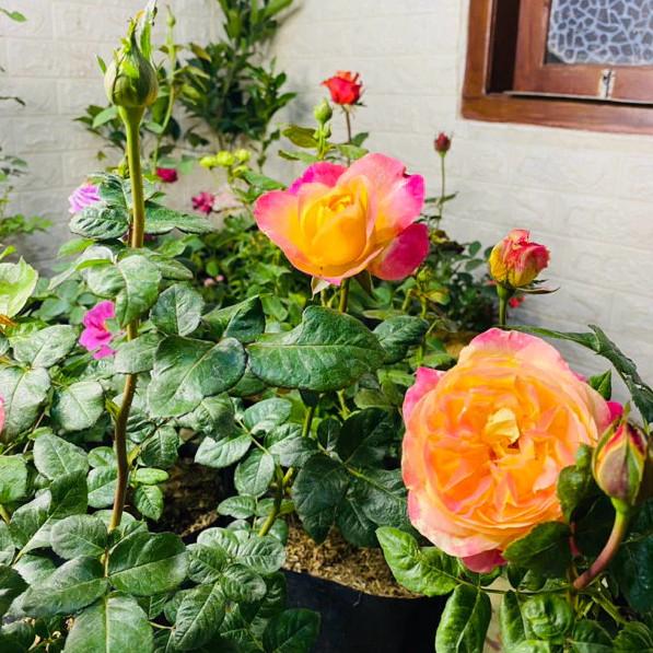 Rosa 'Summer Of Love' (Summer Of Love Hybrid Tea Rose)
