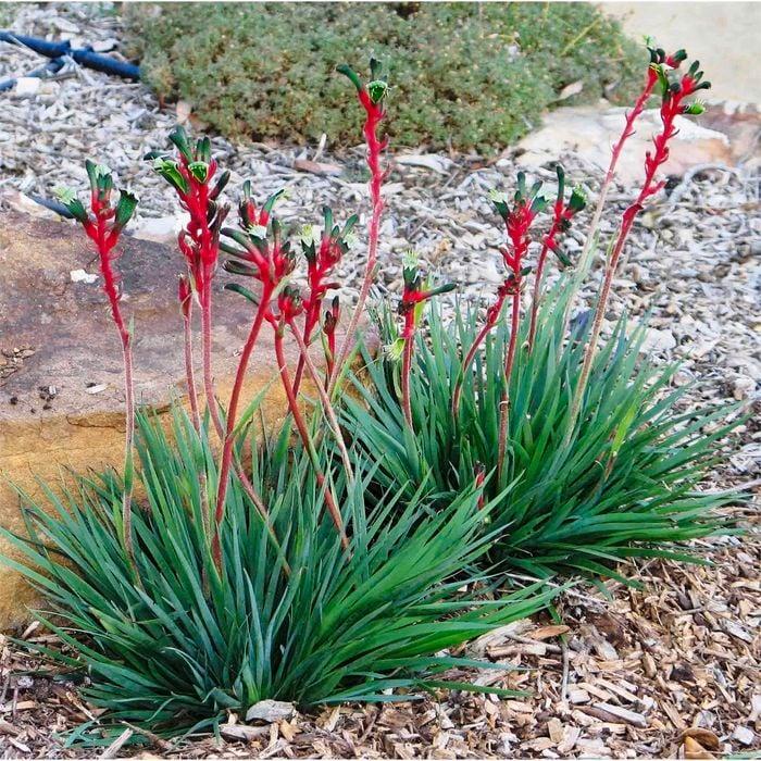 Anigozanthos Hybrid ‘Bush Dance’ (Kangaroo Paw ‘Bush Dance’)