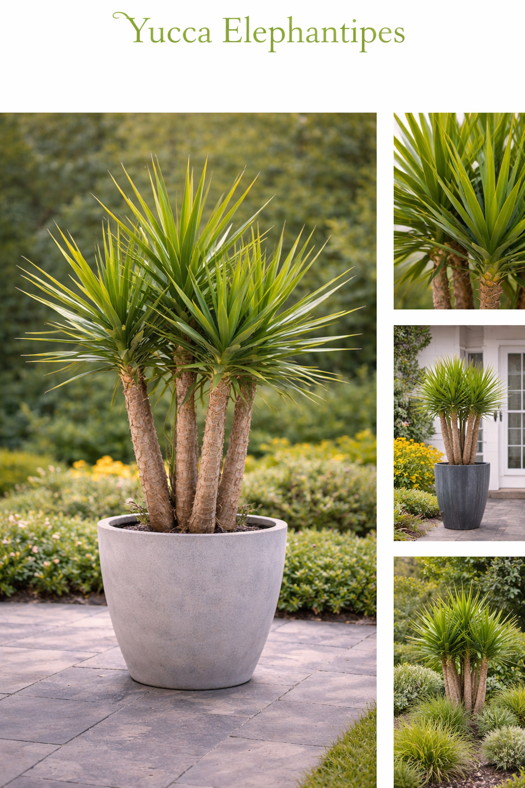 yucca elephantipes potted plant Yucca Elephantipes – Architectural Feature Plant
