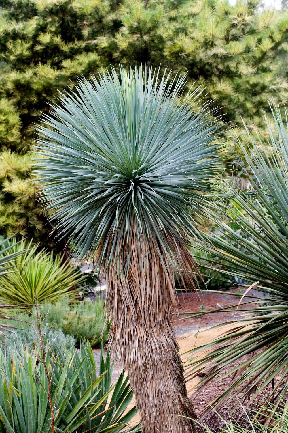 Yucca Rostrata (Beaked Yucca)