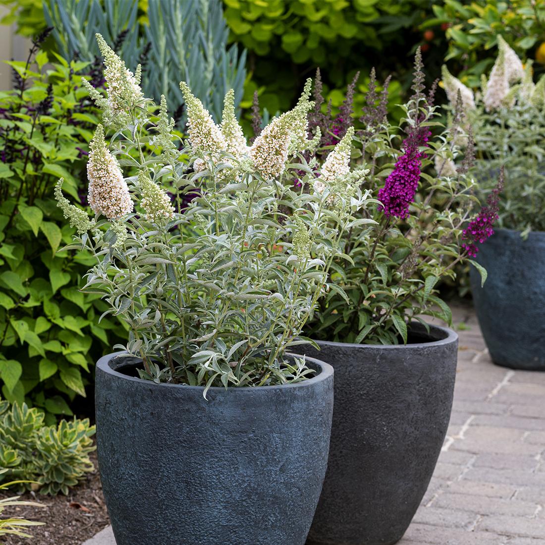 Buddleja davidii ‘Buzz® Ivory’ (Dwarf Butterfly Bush)