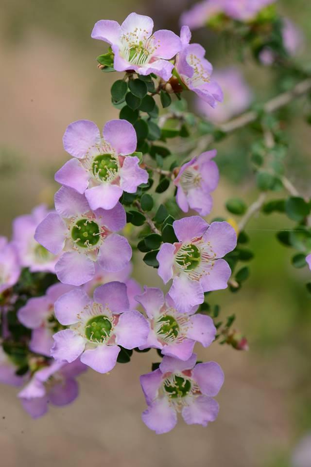 Leptospermum Rotundifolium ‘Lavender Queen’ (Lavender Queen Tea Tree)