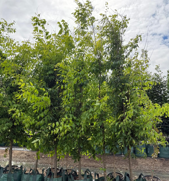 Zelkova Serrata Green Vase (Green Vase Japanese Zelkova)