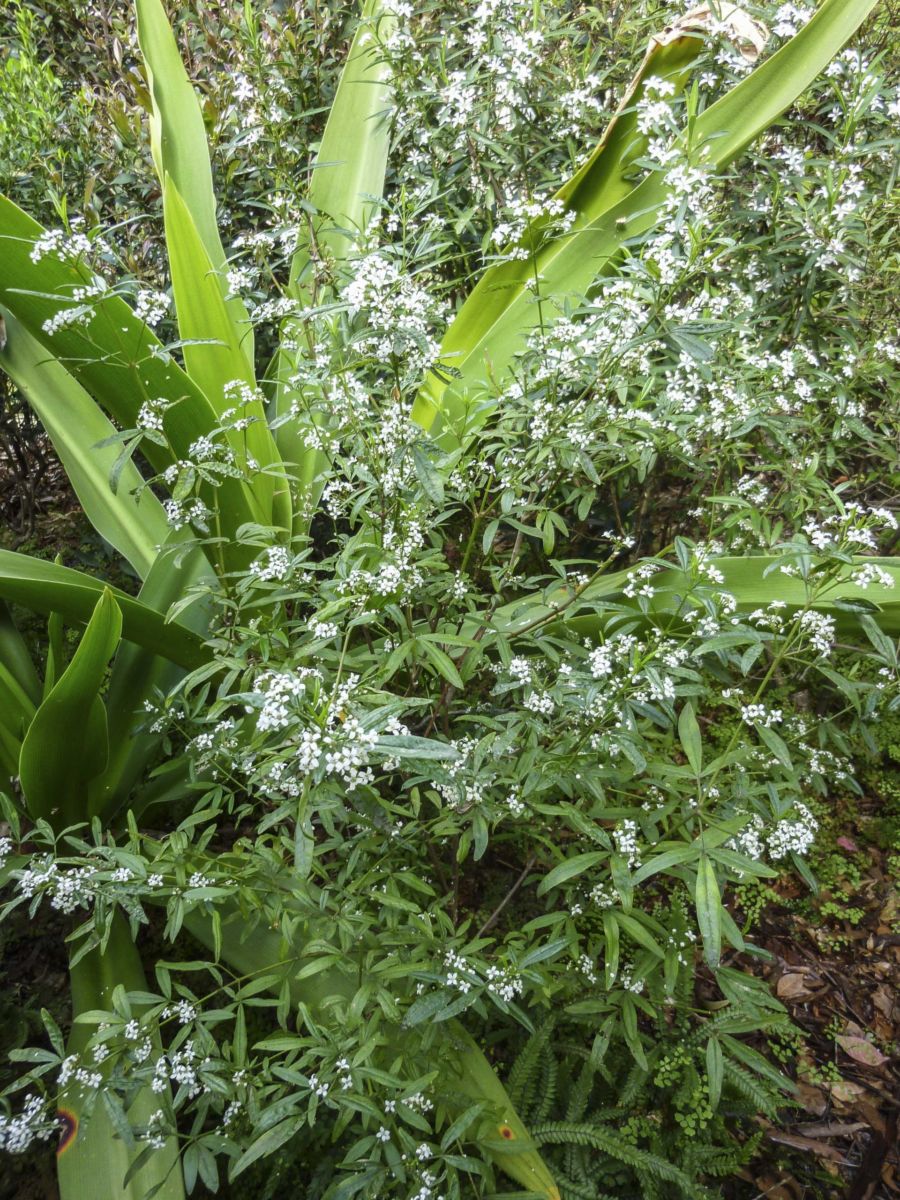 Zieria smithii (Sandfly Bush / Smith’s Zieria)