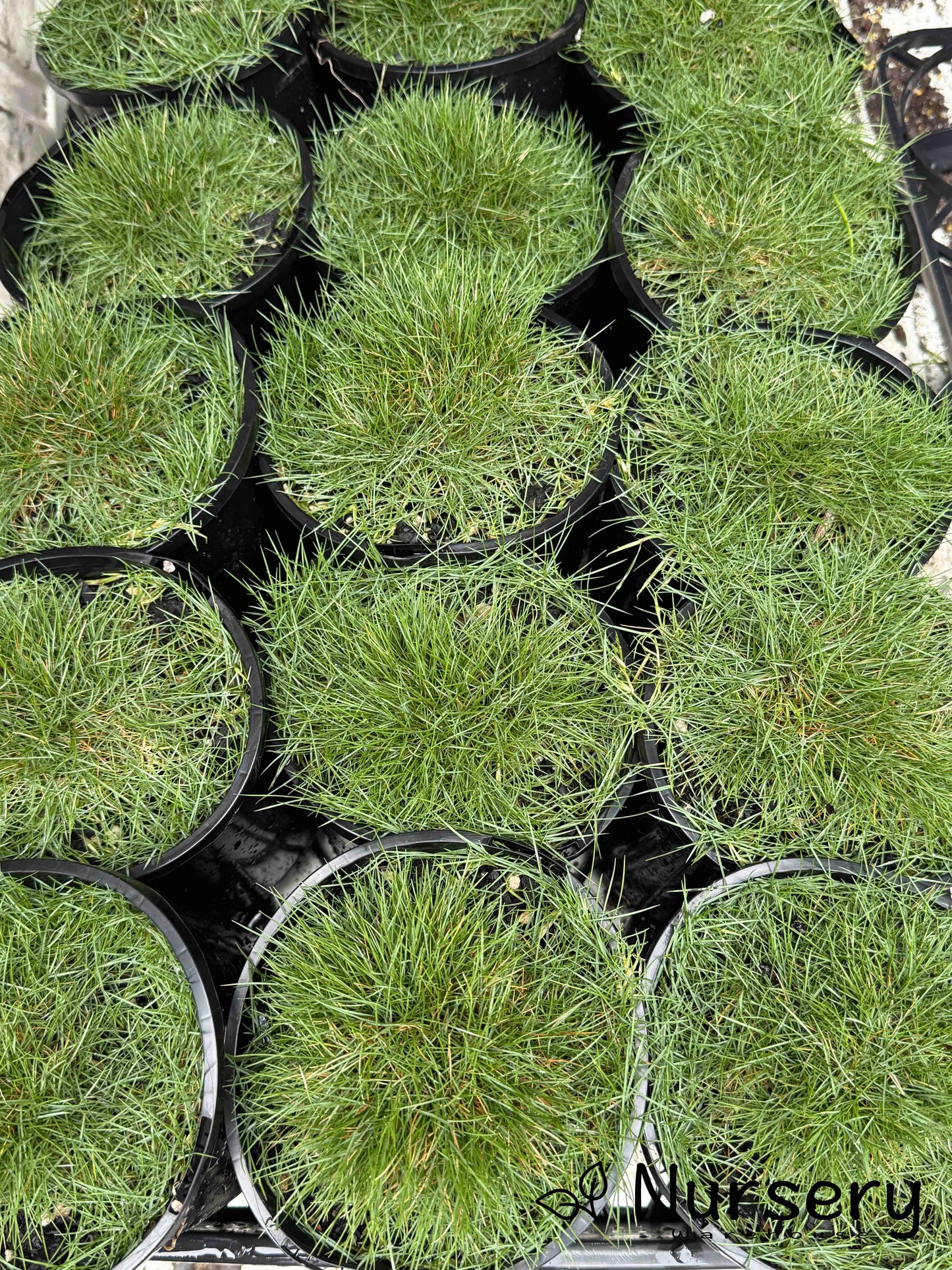 Zoysia Tenuifolia (No Mow Grass)