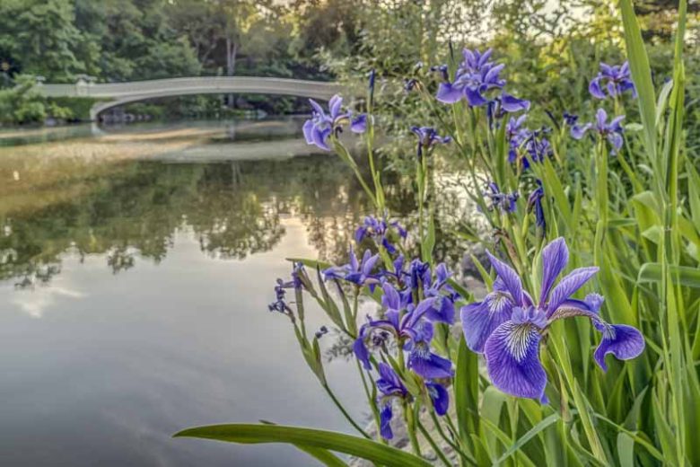 Iris versicolor (Blue Flag Iris)