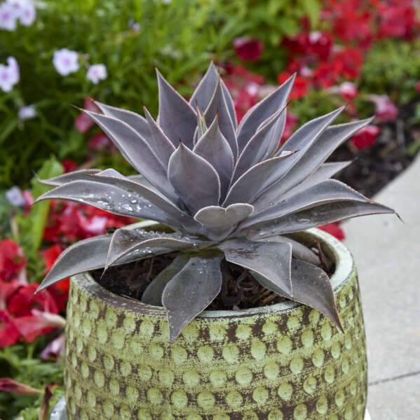 Mangave ‘Lavender Lady’ (Mangave)