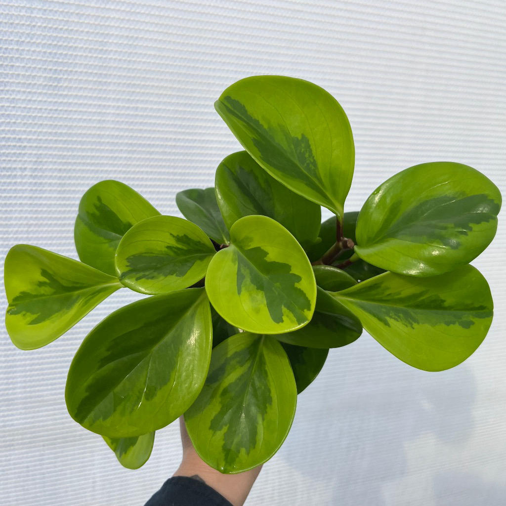 Peperomia Obtusifolia 'Lemon Lime'